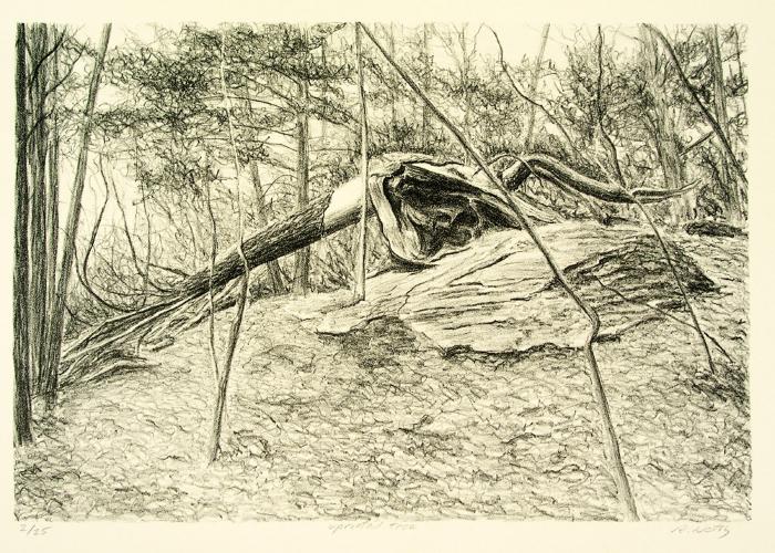 uprooted tree drawing