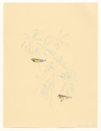 Bachman’s Warbler (After Audubon)