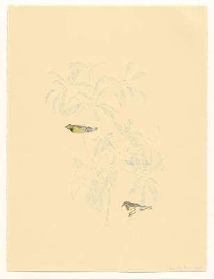 Bachman’s Warbler (After Audubon)