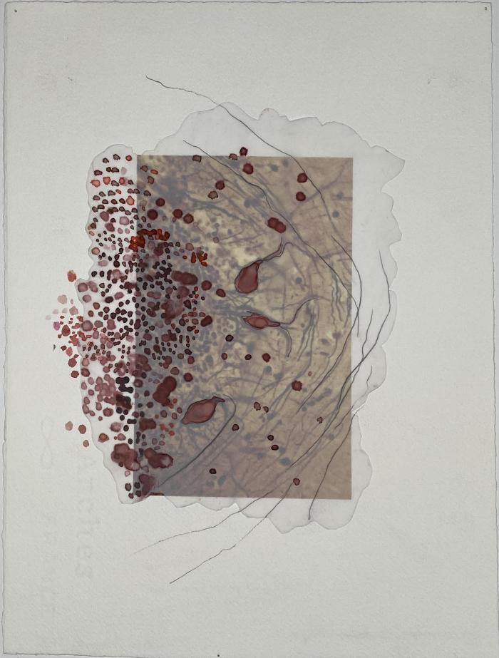 Smallworlds (Cerebrum Study 3)